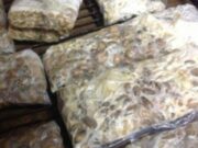 Warga Lamteng Keluhkan Program Bantuan BPNT Berupa Tempe Busuk