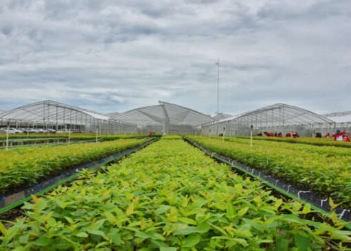 KLHK Pulihkan Lingkungan di Lokasi IKN Baru