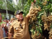 Gubernur Lampung Arinal Djunaidi Optimis Lampung Timur Akan Menjadi Sentra Penghasil Kelengkeng