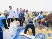 Panen Raya di Subang, Presiden: Diharapkan Tambah Cadangan Beras Kita