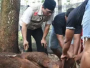 Wali Kota Metro Wahdi Lakukan Pemotongan Hewan Kurban di TMII